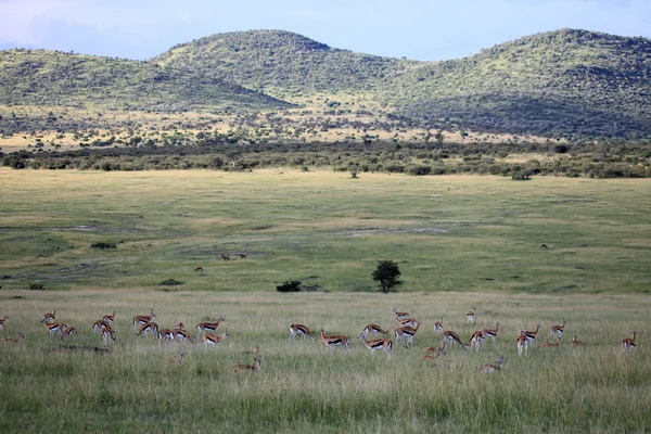 Thompsons Gazelle - Reserva Maasai Mara - Quénia — Fotografia de Stock