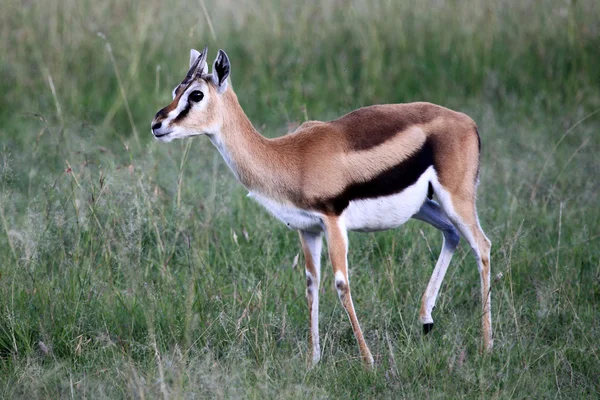 Hgb gazela - rezervace maasai mara - Keňa — Stock fotografie
