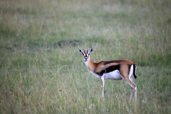 Thompsons Gazela - maasai mara rezerwat - Kenia — Zdjęcie stockowe
