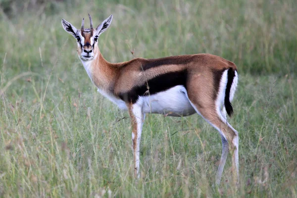 Thompsons gazelle - Masai mara reserve - Kenia — Stockfoto