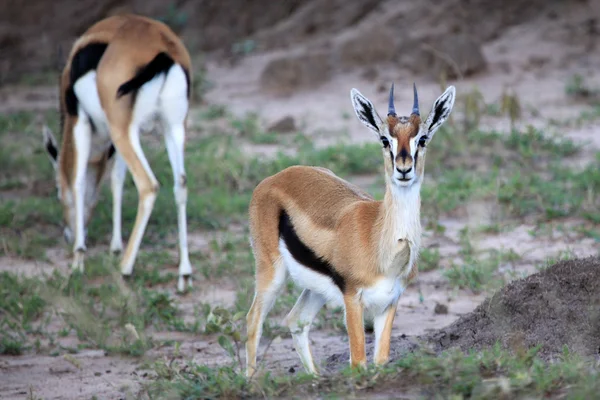 Thompsons gazelle - maasai mara reserve - kenia — Stockfoto