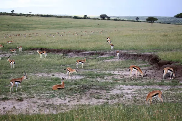 Thompsons Gazela - maasai mara rezerwat - Kenia — Zdjęcie stockowe