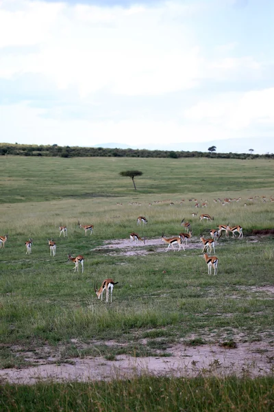 Thompsons gacela - reserva de masai mara - Kenia — Stok fotoğraf