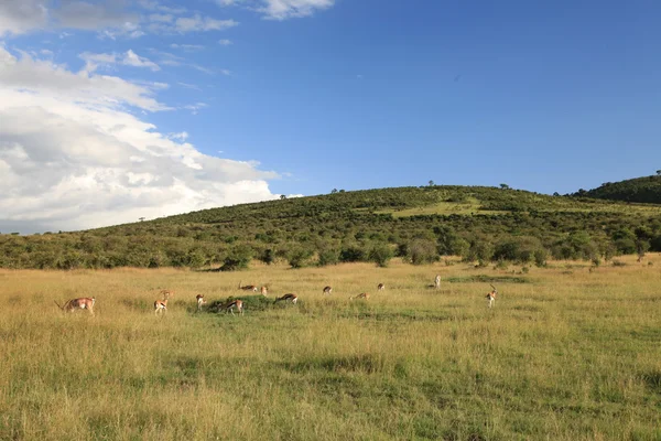 O Grande Vale do Rift - Maasai Mara - Quênia — Fotografia de Stock