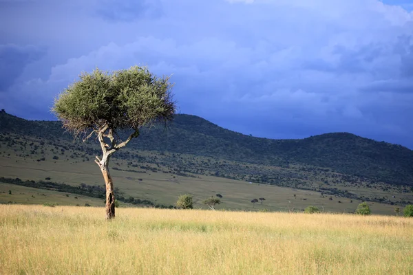 Velké příkopové propadliny - Masai mara - Keňa — Stock fotografie