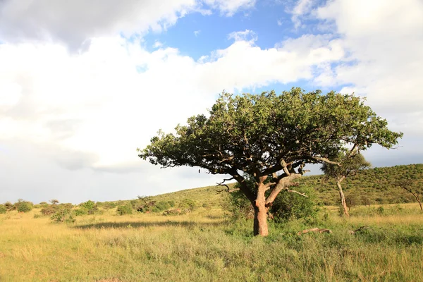 グレート リフト バレー - マサイマラ - ケニア — ストック写真
