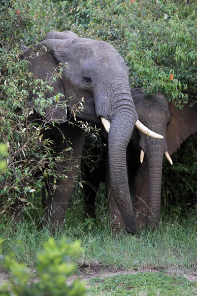Elefante - Reserva Maasai Mara - Quénia — Fotografia de Stock