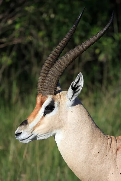 Антилопа Имапала - заповедник Масаи Мара - Кения — стоковое фото