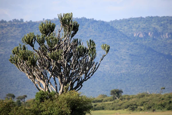 그레이트 리프트 밸리-Maasai 마라-케냐 — 스톡 사진