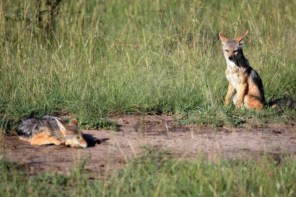 豺狼-马赛马拉储备-肯尼亚 — 图库照片