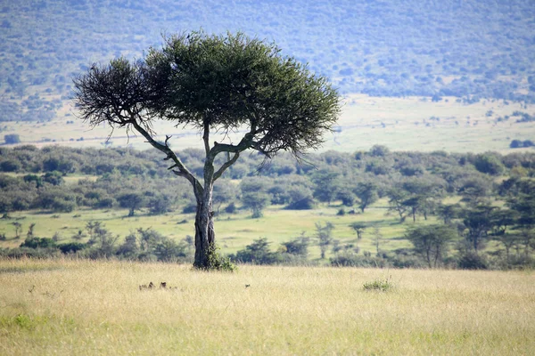 Η Κένυα μεγάλης Τεκτονικό ρήγμα - Μασάι Μάρα- — Φωτογραφία Αρχείου