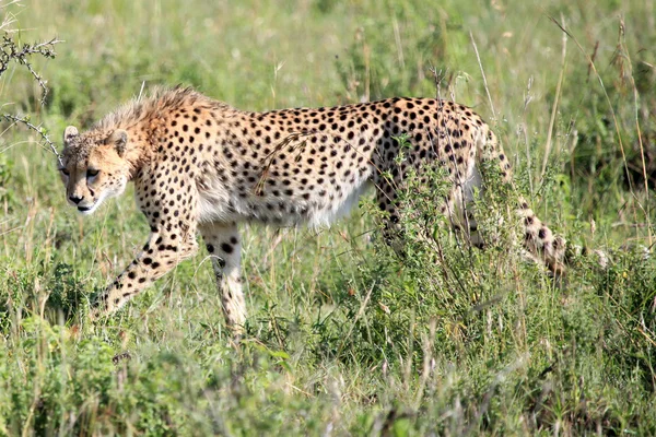 Guépard - réserve de Masaï mara - kenya — Photo