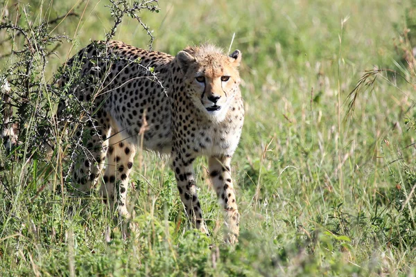 Gepard - maasai mara rezerwat - Kenia — Zdjęcie stockowe