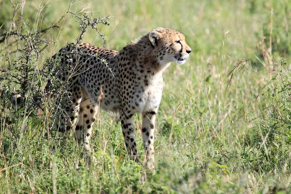 Geparden - Masai-Mara-Reservat - Kenia — Stockfoto