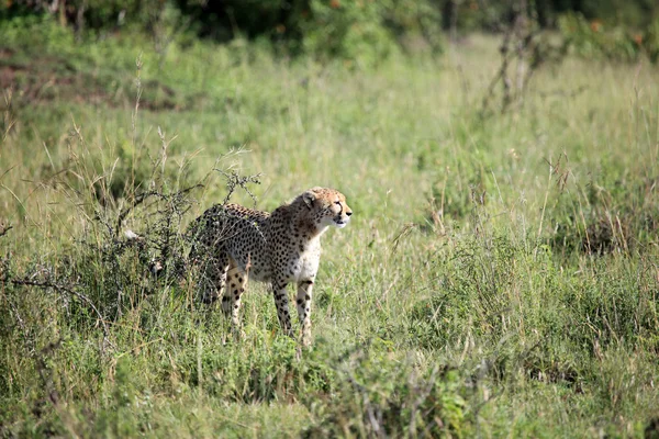 Geparden - Masai-Mara-Reservat - Kenia — Stockfoto