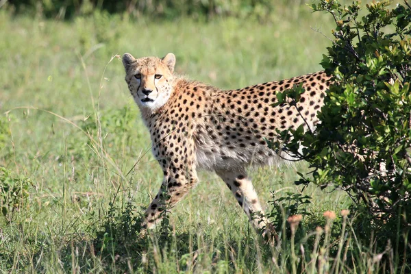Гепард - заповедник Масаи-Мара - Кения — стоковое фото