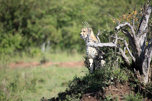 Cheetah - Μασάι Μάρα αποθεματικό - Κένυα — Φωτογραφία Αρχείου