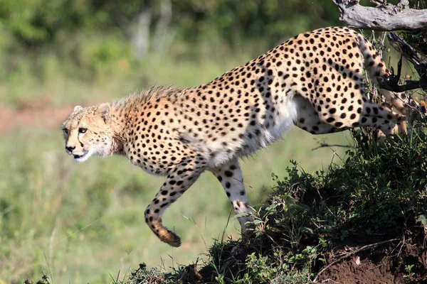 Cheetah - Reserva Maasai Mara - Kenia —  Fotos de Stock