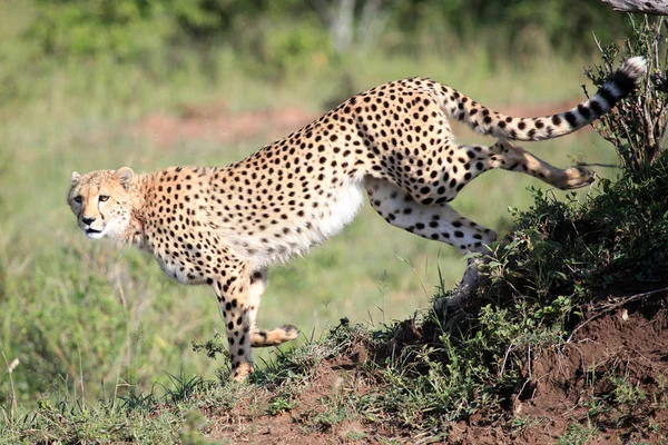 Гепард - заповідника Масаї Мара - Кенія — стокове фото