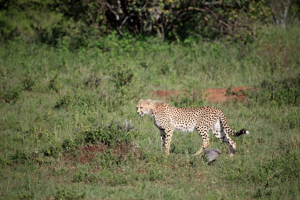 Cheetah - Masai mara reserve - Kenia — Stockfoto