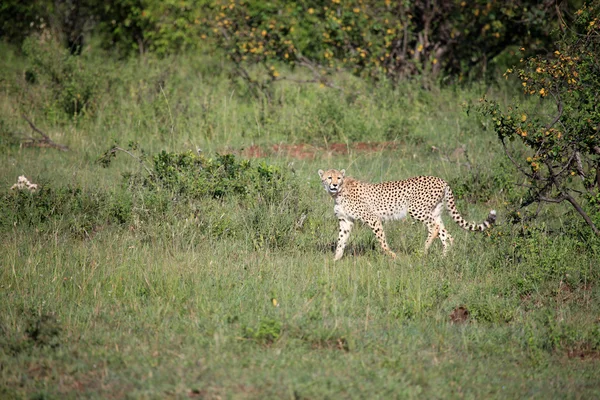 Cheetah - Rezervația Maasai Mara - Kenya — Fotografie, imagine de stoc