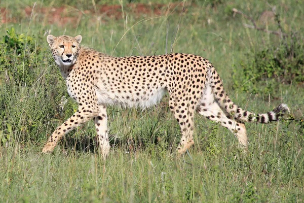 Cheetah - Maasai Mara Reserve - Kenya — Stockfoto