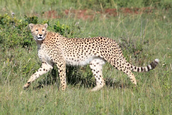 Гепард - заповедник Масаи-Мара - Кения — стоковое фото