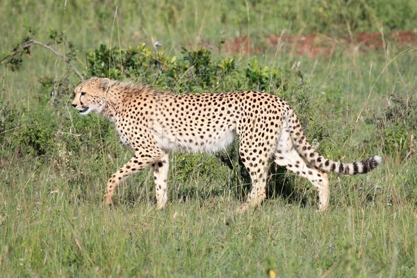 猎豹-马赛马拉储备-肯尼亚 — 图库照片