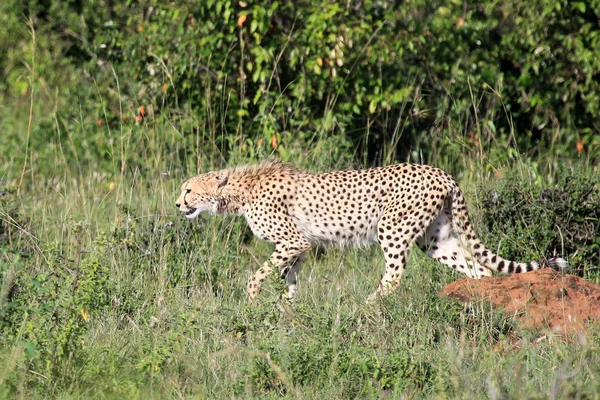 Guépard - réserve de Masaï mara - kenya — Photo
