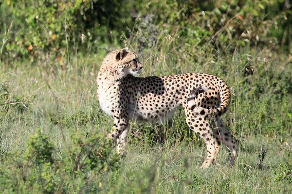 Cheetah - Reserva Maasai Mara - Kenia —  Fotos de Stock