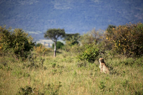 Гепард - заповідника Масаї Мара - Кенія — стокове фото