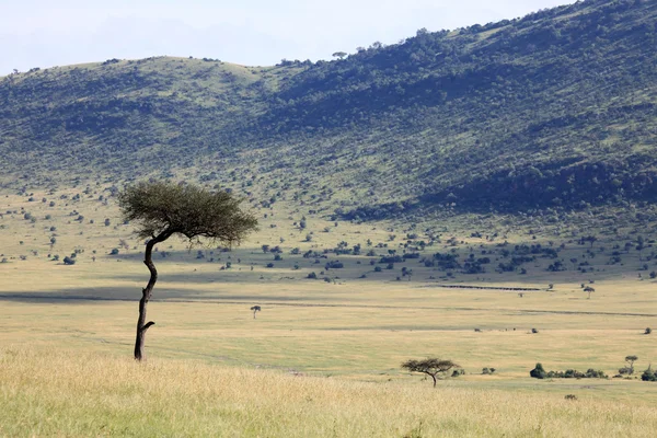 Gran Valle del Rift — Foto de Stock