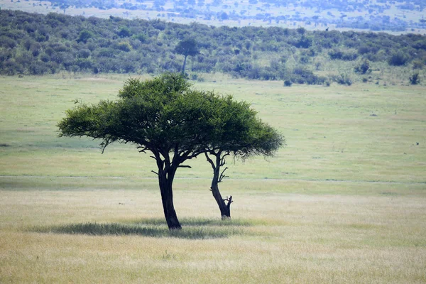 Akazienbaum - kenya — Stockfoto
