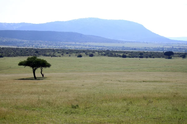 Acacia Tree - Кения — стоковое фото