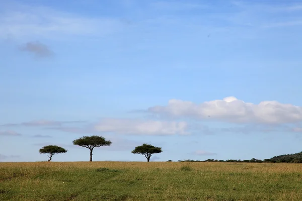 大裂谷-马赛马拉-肯尼亚 — 图库照片