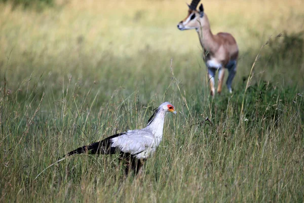 Sekreter kuşu - Masai mara yedek - kenya — Stok fotoğraf