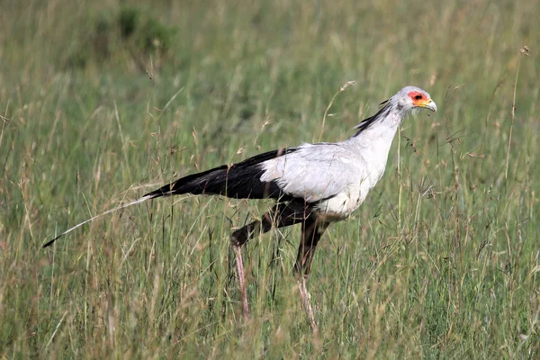 Tajemník bird - rezervace maasai mara - Keňa — Stock fotografie