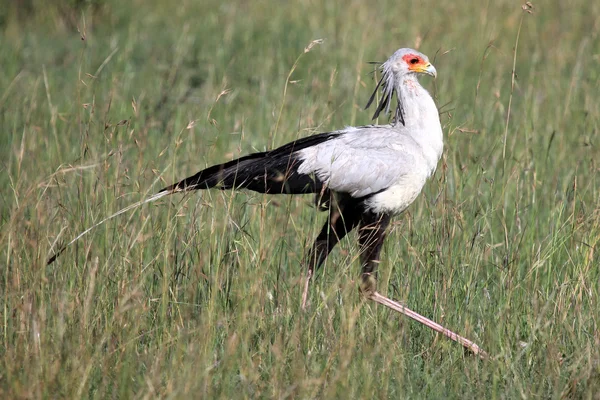 Secretario Bird - Reserva Maasai Mara - Kenia —  Fotos de Stock