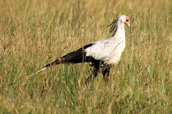 Sekretarz ptak - maasai mara rezerwat - Kenia — Zdjęcie stockowe