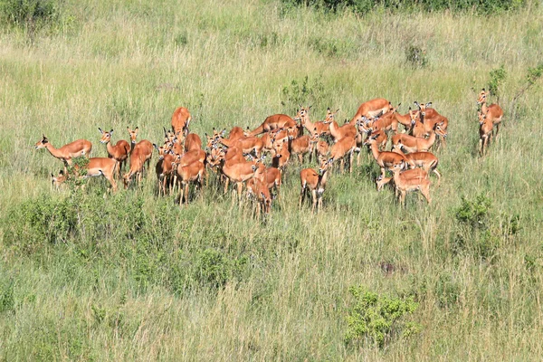 Impala - maasai mara rezerwat - Kenia — Zdjęcie stockowe