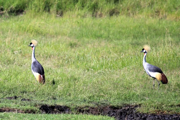 冠的鹤-肯尼亚 — 图库照片