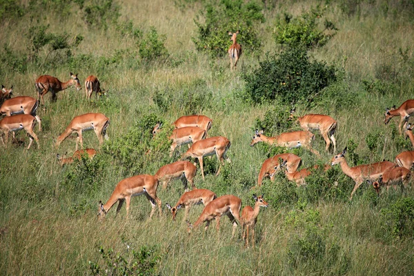 黑斑羚-马赛马拉储备-肯尼亚 — 图库照片