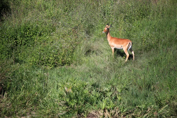 Impala - rezervace maasai mara - Keňa — Stock fotografie