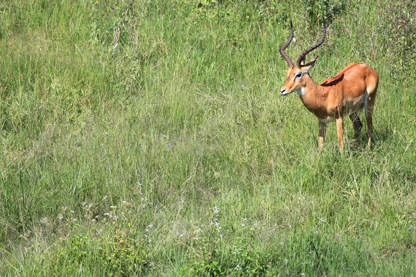 Impala - Masai mara yedek - kenya — Stok fotoğraf