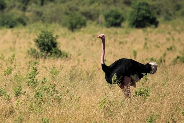 Ostrich - Kenya — Stock Photo, Image