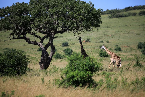 Жираф - Кения — стоковое фото