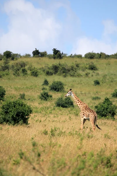 Jirafa - Kenia — Foto de Stock