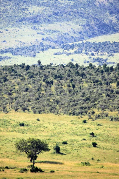 La Grande Rift Valley - Maasai Mara - Kenya — Foto Stock