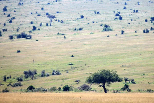 Das große Grabental - maasai mara - kenya — Stockfoto