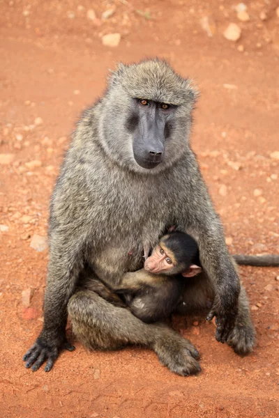 Maymun - Kenya — Stok fotoğraf